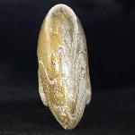 Manticoceras cf. intumescens (BEYRICH 1837) - Bild &copy; FossNet FossilienStore